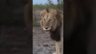 Lion attack the visitors  സിംഹം സന്ദർശകരെ ആക്രമിക്കുന്നു