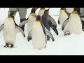 可愛すぎて悶絶！ことしも始まるペンギンのお散歩…ひとあしはやく映像でたっぷりと