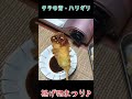 タラの芽のフライshorts ＃タラの芽 ハリギリ 山菜料理 山菜採り 春の山菜 本篇もぜひご覧ください🎵☺