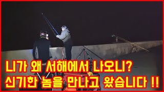 태안 방파제 원투낚시 - 대박 !! 서해에서 보기 힘든 어종을 만나고 왔습니다 !!!