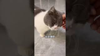 你摸猫咪爪子的时候，它是什么反应？ #摸猫咪爪子 #猫咪知识 #宠物知识