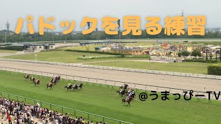 パドックを見る練習　2019年皐月賞【前編】