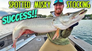 Minnesota Muskies Stocked In Wisconsin Waters Grow HUGE!!