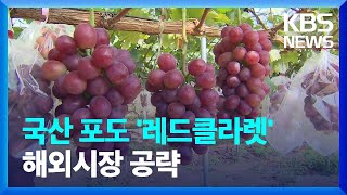 “샤인머스켓 대체”…토종 신품종 ‘레드클라렛’ 호평 속 수출 / KBS  2023.08.08.