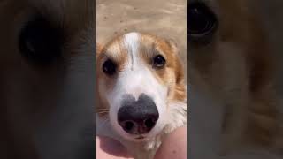 【犬】獣医師が選んでくれる愛犬サプリ【topet】【コーギー犬】#shorts #corgi