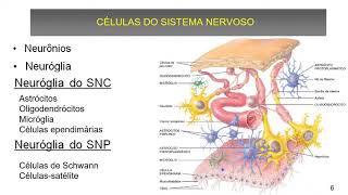 QuarentAnato UFTM - Sistema Nervoso (Geral)