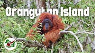 Orangutan Island: The Orangutans of Kaja Pulau #BOSF #KajaIsland #Orangutans #Kalamantan