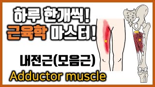 [힐링무브 근육학] 6-4. 내전근(모음근, adductor muscle ) 의 해부학과 기능 | 단내전근,장내전근,대내전근,박근 | healingmove