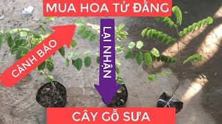 Cảnh Báo Mua Cây HOA TỬ ĐẰNG bị LỪA thành CÂY GỖ SƯA | Lh 0968750386