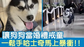 主人心臟很大！讓狗狗當婚禮戒童 一鬆手哈士奇馬上暴衝!! | 狗狗搞笑