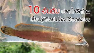 10 อันดับแรก ‘ปลาน้ำจืดไทย’ เลี้ยงตู้ได้โดยไม่ต้องใช้ออกซิเจน