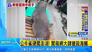 澎湖鯊魚出沒！公牛鯊獵殺海鱺　漁民損失慘｜三立新聞台