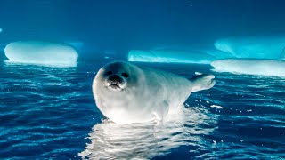 Adorable Seal Pup Starts to Explore | Frozen Planet II | BBC Earth