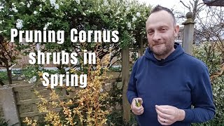 How to Prune Cornus (Dogwood) for Vibrant Winter Stems | Spring Shrub Pruning | Gardening Tips