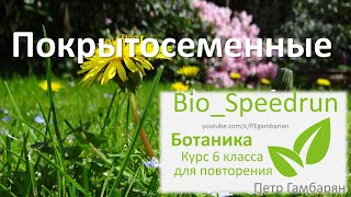 20. Покрытосеменные (Speedrun ботаника 6 класс, ЕГЭ, ОГЭ 2022)