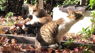 猫の親子眺めてたら逆に母猫にガン見された。可愛い猫動画