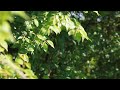 オオヨシキリ　鳴き声　great reed warbler