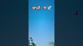 ❤️‍🔥😱🕊️ ਕਬੁਤਰ ਬਾਜੀ ਪਿੰਡ ਬਾਦਲਗੜ #pigeonlover #kubter #kubterlover #pigeon #varil #youtubers #like