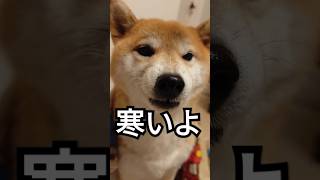 寒くて毛布にくるまる柴犬🐕‍🦺⛄️