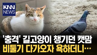 길고양이 챙기던 캣맘, 비둘기엔 욕설과 발길질? 논란 / KNN