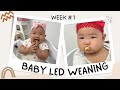 First Week of Baby Led Weaning | BLW Tips & Advice