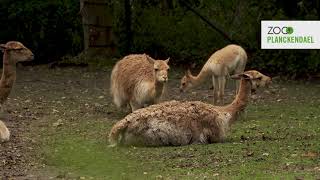 Niet één, maar twee vicuña's geboren