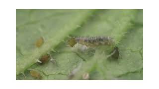 Watch a hover fly larva eat the aphids on my cucumbers