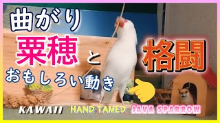 【文鳥4歳4か月⑧】曲がり粟穂と格闘する文鳥だんじりのやりまわしのような動きも必見⁈3代目文鳥ピーちゃん 癒し系動物 Java sparrow