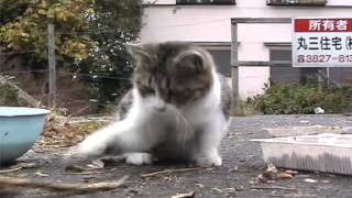 谷中だんだん猫の10年-2002/11/23