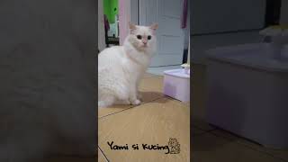 Namaku Moli si Anabul Putih #kucing #lucu #shorts