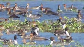 Philippine Duck and wintering waterfowl in Candaba, Pampanga, Philippines