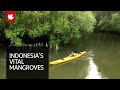 Indonesia looks to mangroves to save sinking Jakarta