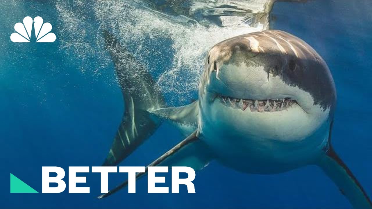 Chew On This: How To Protect Yourself From A Shark Attack | Better ...