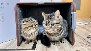 先住猫と新入り子猫に猫用サウナを作ってあげたら暖かすぎて出られなくなりましたw