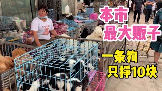 本市最大“狗販子”一條狗隻掙10塊錢，各種品種都有，很多沒見過