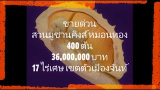 #ขายสวนทุเรียน #มูซานคิงส์+หมอนทอง #โฉนด 17 ไร่เศษ #พิกัด เขาไร่ยา อ. เมืองจันทบุรี #โทร 0972530444