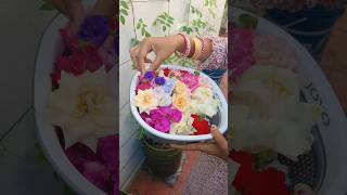 రక రకాల పువ్వులు హార్వెస్టింగ్ మా గార్డెన్లో/flowers harvesting in my garden/#mygarden/#gardening