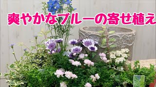 爽やかなブルーの寄せ植えギャザリング上から