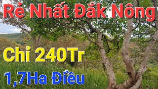 [20] Bán đất đắk nông - 1,7Ha Rẫy điều siêu rẻ, chưa tới 240Tr nguyên lô, đất vô cùng kín gió