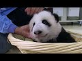 raising an abandoned baby panda panda babies bbc earth