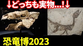 実物化石だらけの恐竜展がヤバすぎる！！：恐竜博2023見学レポート【ゆっくりがもっと恐竜を解説すんよ～　特別編】【ゆっくり解説】