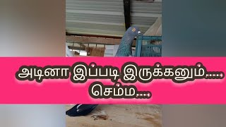 🇮🇳🕊🇮🇳 கர்ண புறாவின் பல்டி அடிக்கும் அழகான தருணம்......