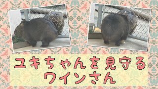 【wombat】ユキちゃんを見守るワインさん☆(Watch over her)