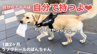 【ラブラドール#58】自分のアイスと信じて、荷物を持つお手伝いをしてくれるラブラドールレトリバー！labrador retriever 大型犬  アイスクリーム　お手伝い　癒し