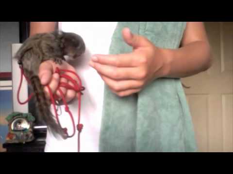 Pet Monkey Care: Do Monkeys make good pets? Pet Monkey Care: Do Monkeys make good pets?