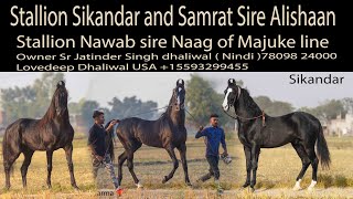 Stallion Sikandar and Samrat sire Alishaan Stallion Nawab sire Naag of majuke line  at one stable