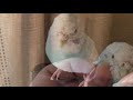 セキセイインコの『筆毛ほぐし』は慎重にね！【vlog 018】budgerigar care