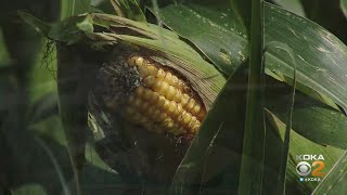 Volunteers Needed To Pick Corn For Westmoreland County Food Bank