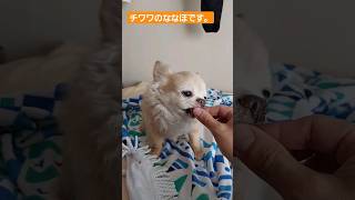 10秒チワワ❗舌は、しまえないけど