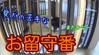 愛犬の苦手なお留守番【ミニチュアダックスフンド】